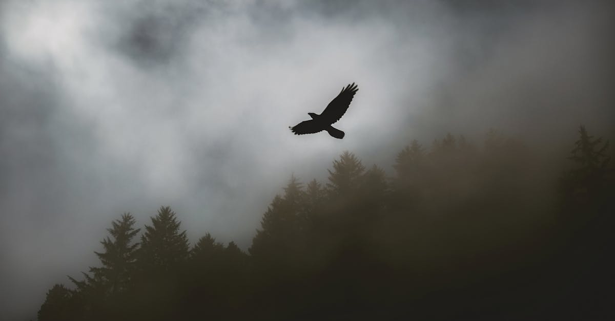 black-hawk-soaring