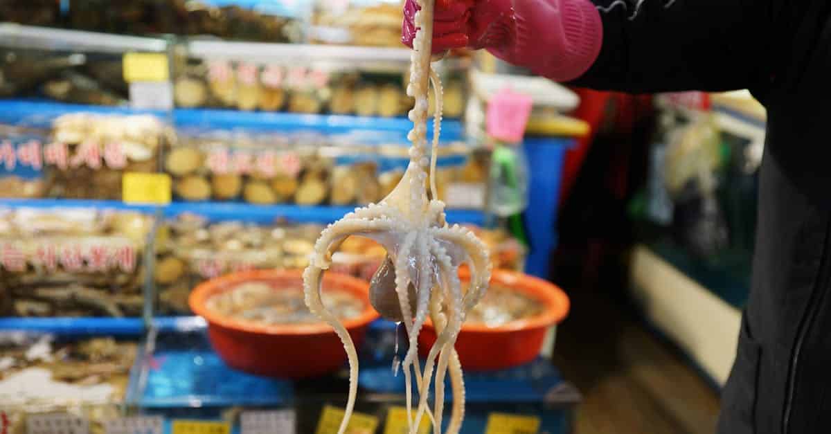 close-up-of-holding-an-octopus