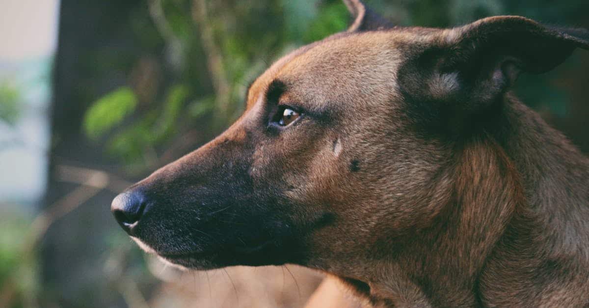 shallow-focus-photography-of-adult-brown-black-mouth-cur