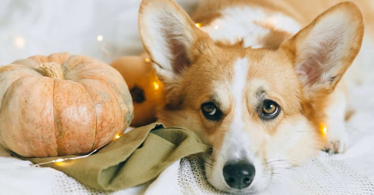 adorable-corgi-resting-beside-a-pumpkin-adorned-with-fairy-lights-capturing-a-cozy-autumn-vibe-2